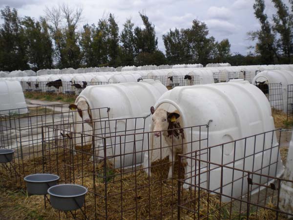 Deti za kravou 091 Teliatka v boxoch